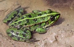 Photo de Jan van der Voort, trouvée sur le site http://www.herpfrance.com/fr/amphibien/grenouille_rieuse_pelophylax_ridibundus.php